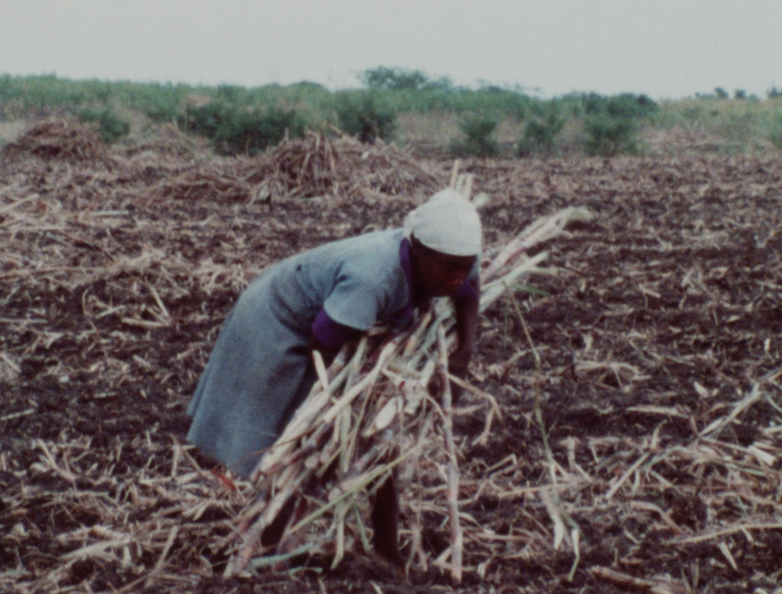 The Afterlives of Sugar: Liberation Cinema, Solidarity, and the Politics of Use